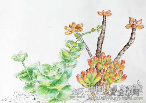 多肉植物儿童画：欣赏随处可见的美