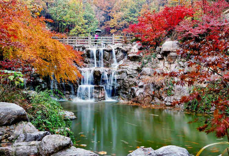 连云港灌云大伊山：又是一年枫正红