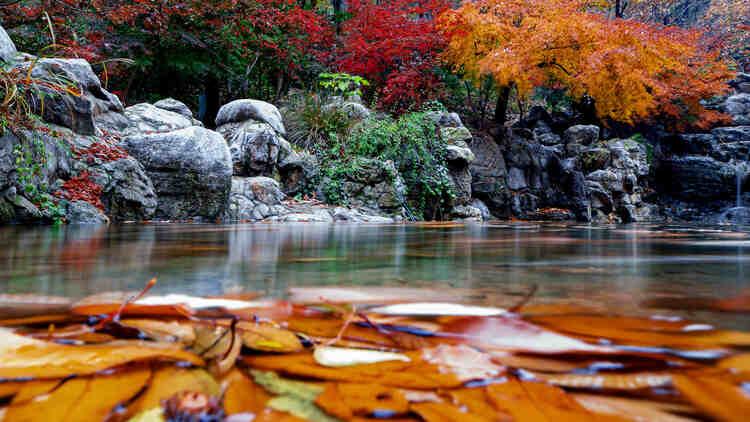 连云港灌云大伊山：又是一年枫正红