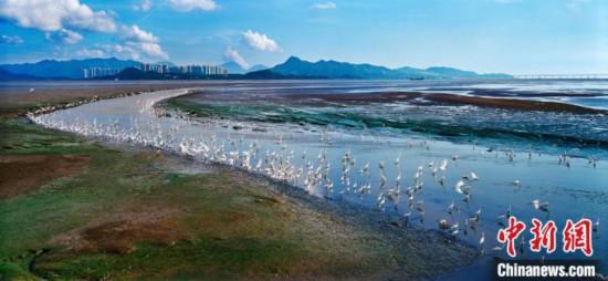 深圳福田红树林自然保护区 广东省林业局 供图