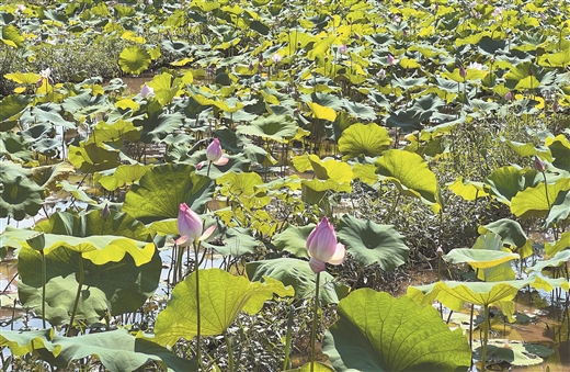 广西：古韵焕发新魅力