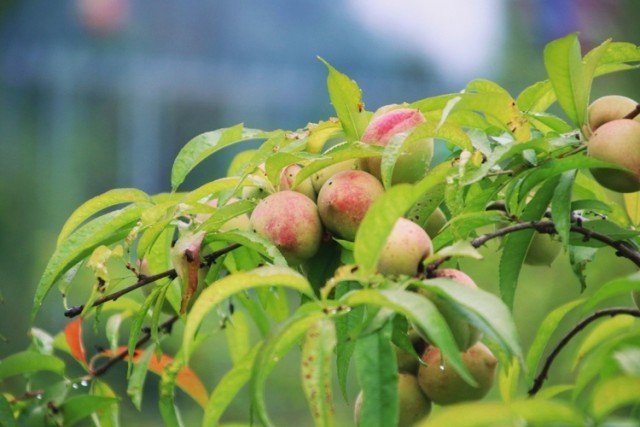 黔南龙里油画大草原：高山草甸游牧风情