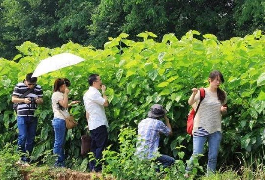 郭进拴|桑林抒怀