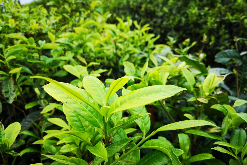 普洱茶：醇香之源，千年文化之魅