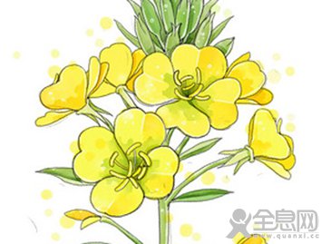 第25届全息作文比赛特别金奖作品：我最喜欢的花
