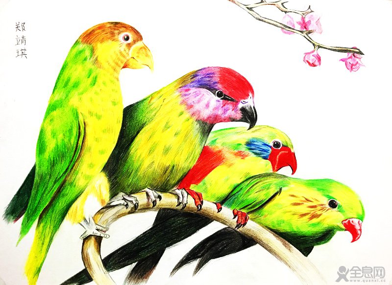 鹦鹉——《少儿画苑》第27届国际少儿书画大赛精品