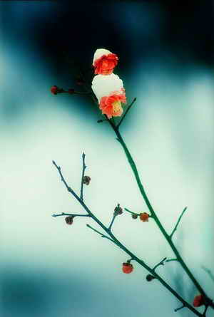 拍摄梅花的四大要素 拍摄梅花的四大要素