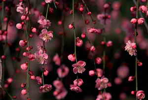 拍摄梅花的四大要素 拍摄梅花的四大要素