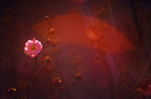 拍摄梅花的四大要素 拍摄梅花的四大要素