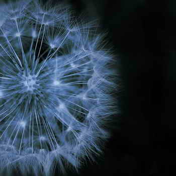 花卉摄影的抽象拍摄技法 花卉摄影的抽象拍摄技法