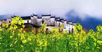 春天踏青 拍摄油菜花五要点 春天踏青 拍摄油菜花五要点