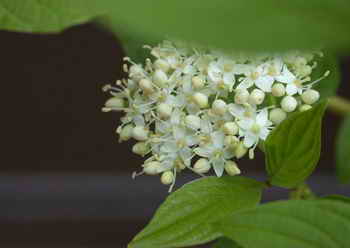 花卉摄影中背景的处理与光的运用 花卉摄影中背景的处理与光的运用