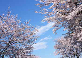 花卉摄影中背景的处理与光的运用 花卉摄影中背景的处理与光的运用