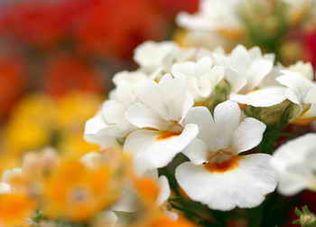 花卉摄影中背景的处理与光的运用 花卉摄影中背景的处理与光的运用