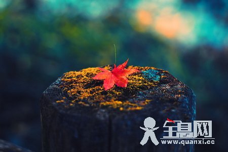 枫叶为什么那么红?