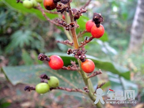 药用植物节鞭山姜