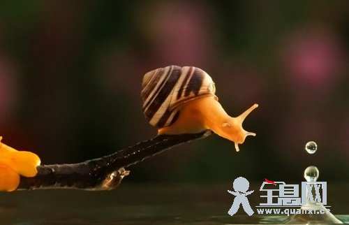 植物园常见昆虫动物辨识