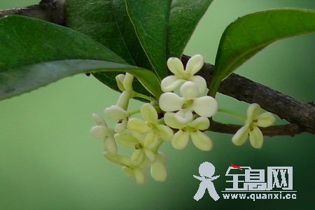 桂花的生长环境