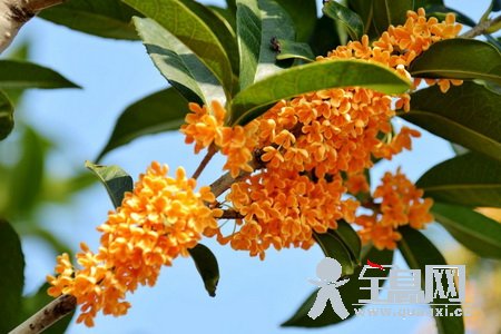 桂花的生长习性