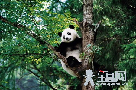 大熊猫的生活习性