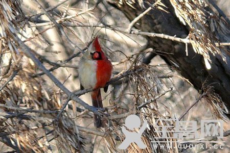 假如说红鸟是雄性灰鸟是雌性,那么一半红一半灰呢?