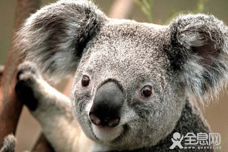 考拉是如何解决散热问题的?