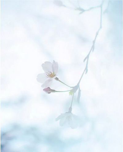 【四月花见】摄影师镜头里的唯美樱花季