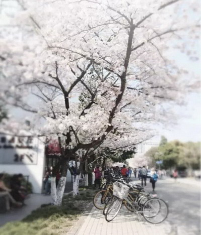 【四月花见】摄影师镜头里的唯美樱花季