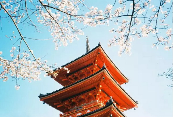 【四月花见】摄影师镜头里的唯美樱花季