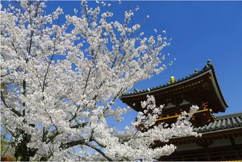 【四月花见】摄影师镜头里的唯美樱花季