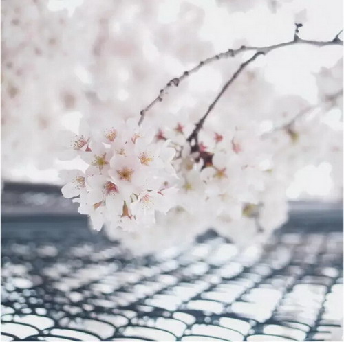 【四月花见】摄影师镜头里的唯美樱花季