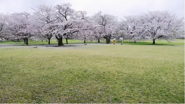【四月花见】摄影师镜头里的唯美樱花季