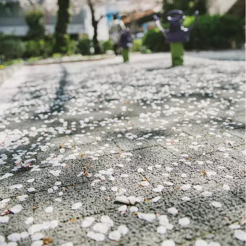 【四月花见】摄影师镜头里的唯美樱花季