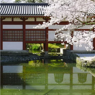 【四月花见】摄影师镜头里的唯美樱花季