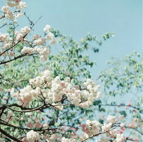 【四月花见】摄影师镜头里的唯美樱花季