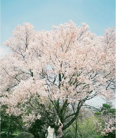 【四月花见】摄影师镜头里的唯美樱花季