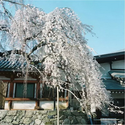 【四月花见】摄影师镜头里的唯美樱花季