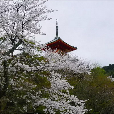 【四月花见】摄影师镜头里的唯美樱花季