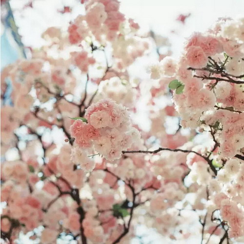 【四月花见】摄影师镜头里的唯美樱花季