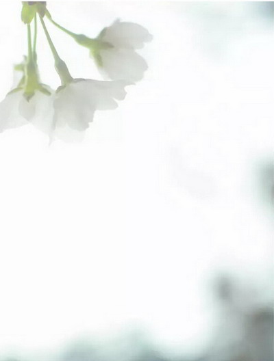 【四月花见】摄影师镜头里的唯美樱花季