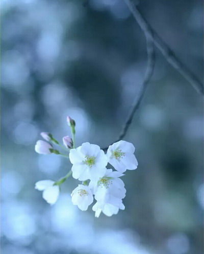 【四月花见】摄影师镜头里的唯美樱花季