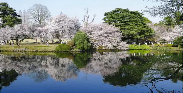 【四月花见】摄影师镜头里的唯美樱花季