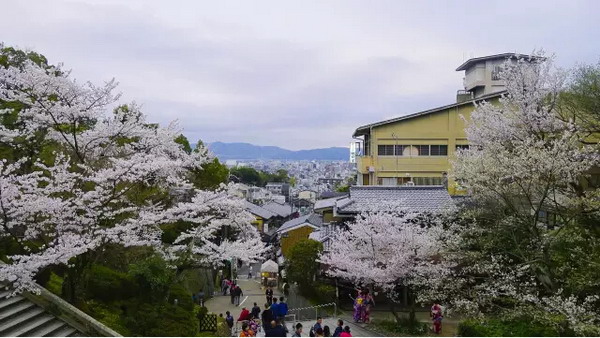 【四月花见】摄影师镜头里的唯美樱花季