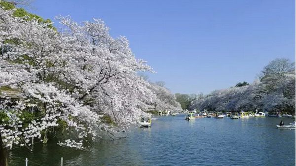 【四月花见】摄影师镜头里的唯美樱花季