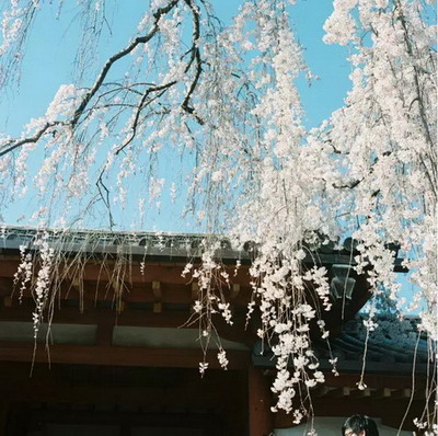 【四月花见】摄影师镜头里的唯美樱花季