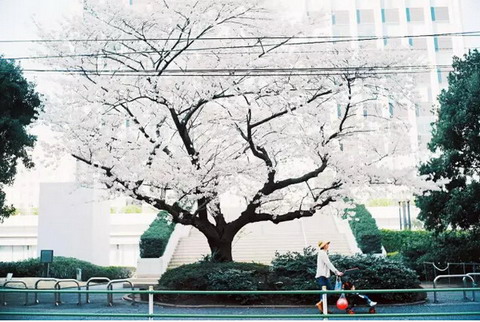 【四月花见】摄影师镜头里的唯美樱花季