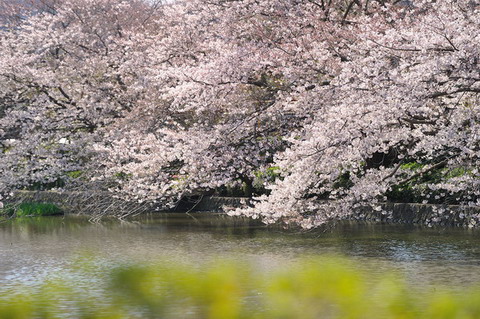 日本最美樱花摄影图片精选