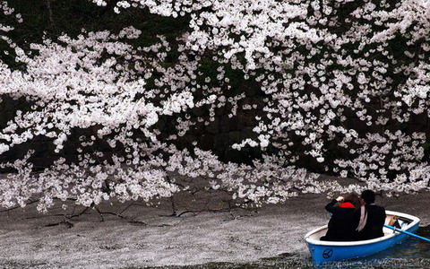 日本最美樱花摄影图片精选