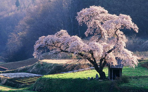 日本最美樱花摄影图片精选