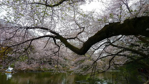 日本最美樱花摄影图片精选